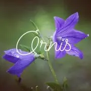 Ornis