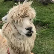 TCの画像