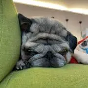 ちぃ