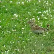 ホウレンソウの画像