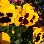 花花花の画像