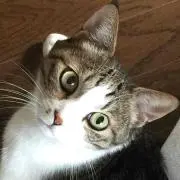 ボンチロ