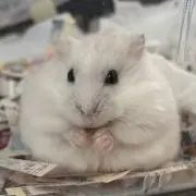 あわあの画像