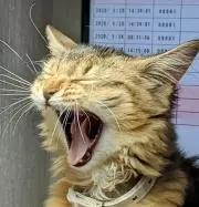 メル太郎