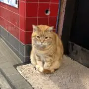mmkの画像