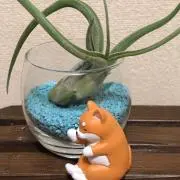 こうみずの画像