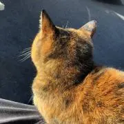 Aパーツの画像
