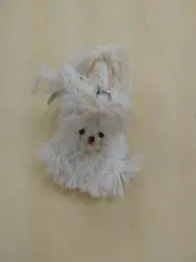 白い犬の画像
