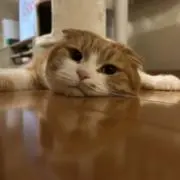 にゃごらの画像
