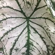 JPの画像