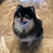 ふう