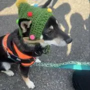 ぽんたの画像