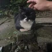 らくの画像