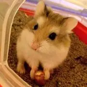 うりの画像