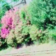 ミツボシの画像