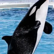ぺんの画像