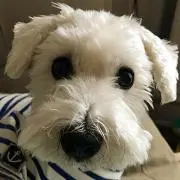ごんたさくら