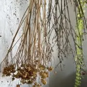 kの画像