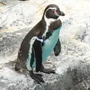 アコリエの画像