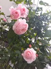 Fioccoの画像