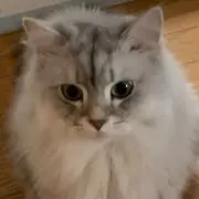 ALOMANOの画像