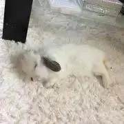 Kの画像