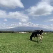 ブソソソソの画像