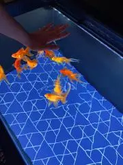ひかる