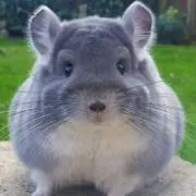 しらたま