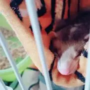 チョコすけ☆の画像