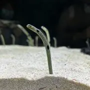 かふぇおれの画像