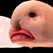 SOI