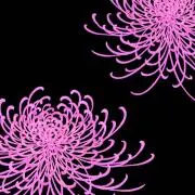 CHRの画像