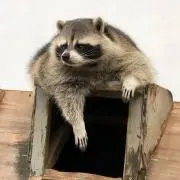 はるきゃん