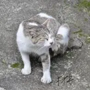 緇門