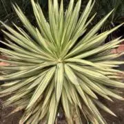 Agave roomの画像
