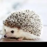 Kの画像