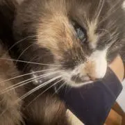myuの画像