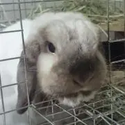 ちょこ