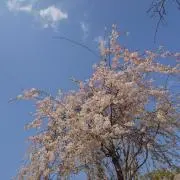 もも　21.22日発送予定の画像