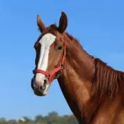 ハルハル