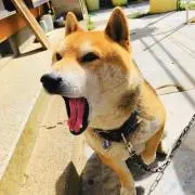 さいやむ