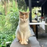湖の画像