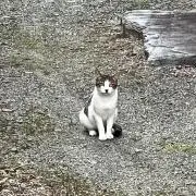 (՞.  ̫ .՞)の画像