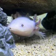うっささの画像