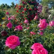 ねろ@プロフ必読