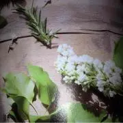 ムックの画像