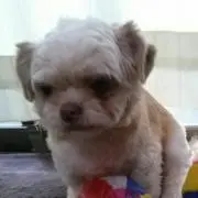 ブーちゃん