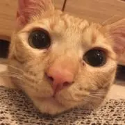 めるめるの画像