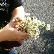 まーま♪の画像